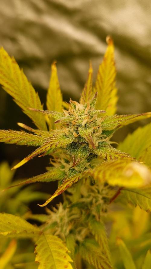 Sour Jealousy Fast Buds. Week 8