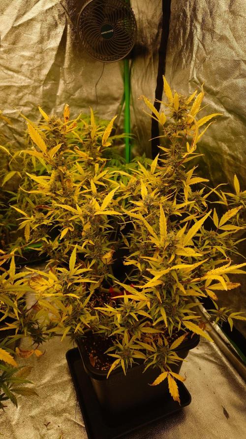 Sour Jealousy Fast Buds. Week 9