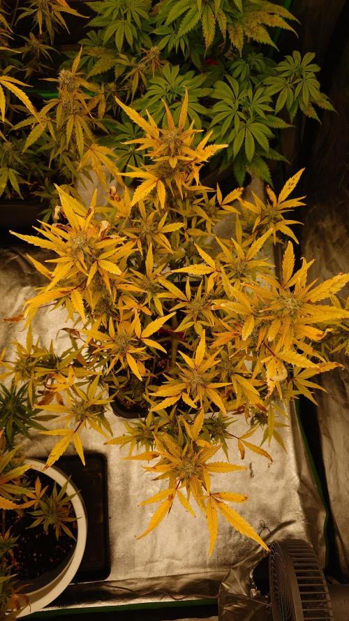 Sour Jealousy Fast Buds. Week 9