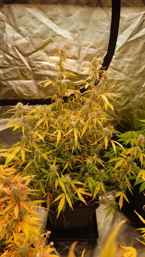 Sour Jealousy Fast Buds. Week 9