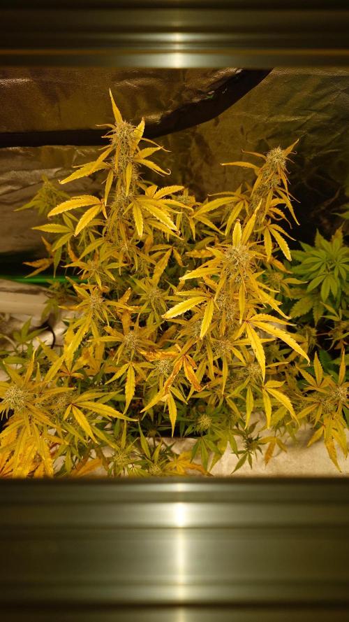 Sour Jealousy Fast Buds. Week 9