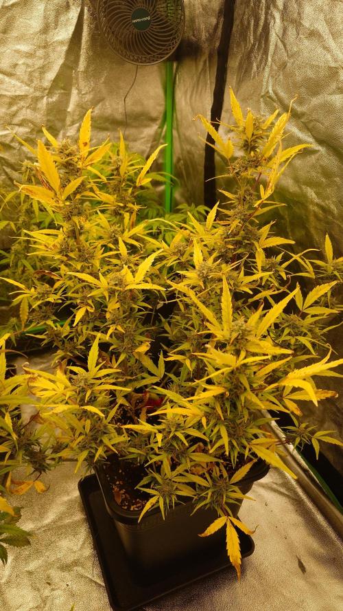 Sour Jealousy Fast Buds. Week 9