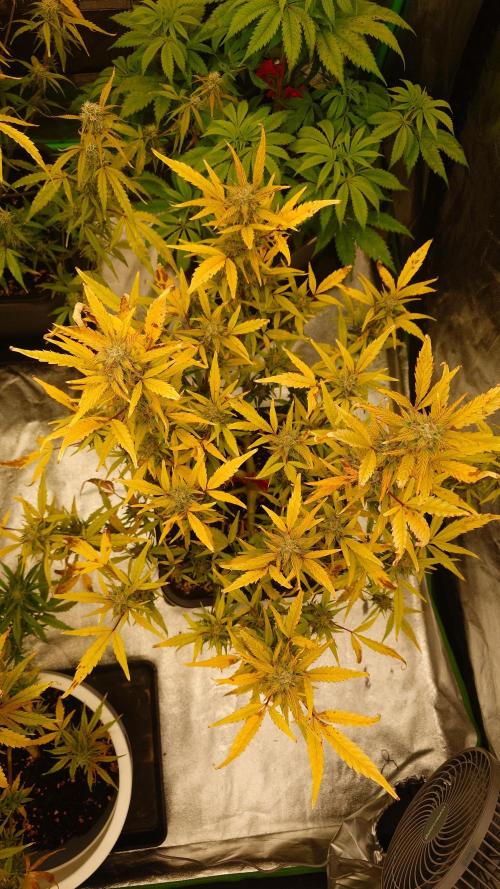 Sour Jealousy Fast Buds. Week 9