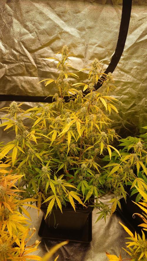 Sour Jealousy Fast Buds. Week 9