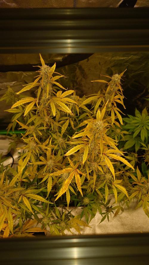 Sour Jealousy Fast Buds. Week 9