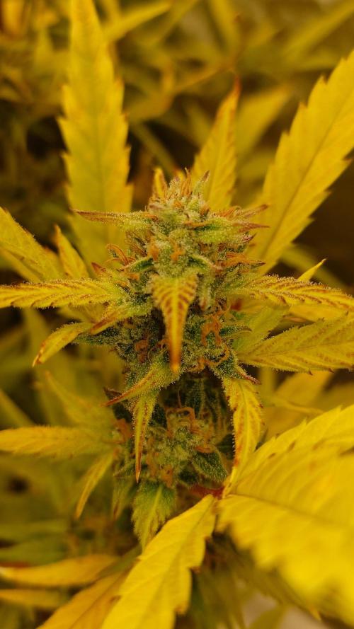 Sour Jealousy Fast Buds. Week 9