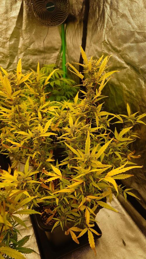 Sour Jealousy Fast Buds. Week 9