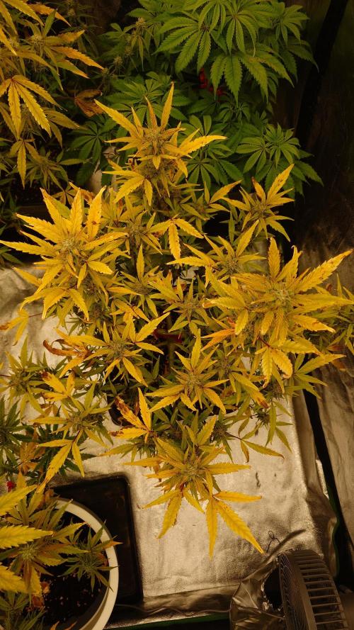 Sour Jealousy Fast Buds. Week 9