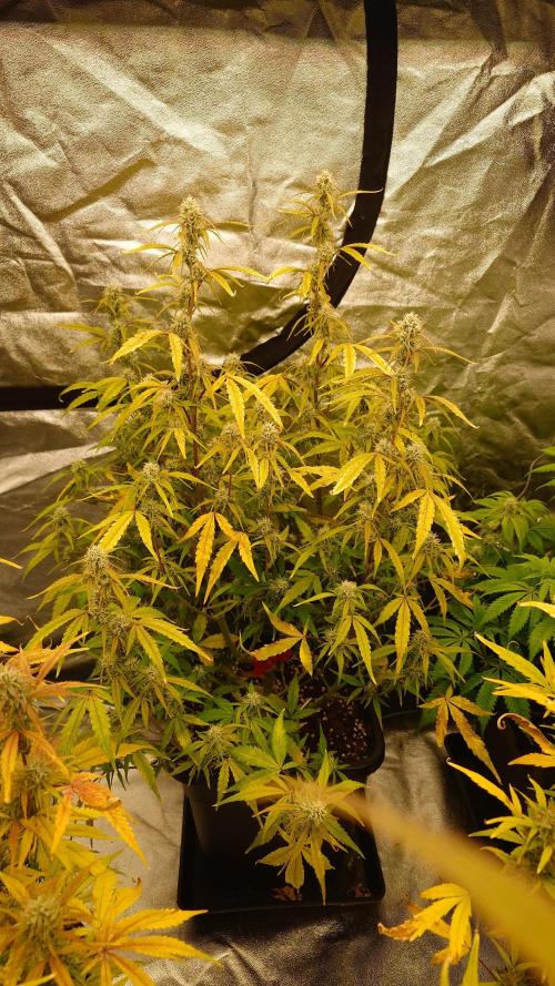 Sour Jealousy Fast Buds. Week 9