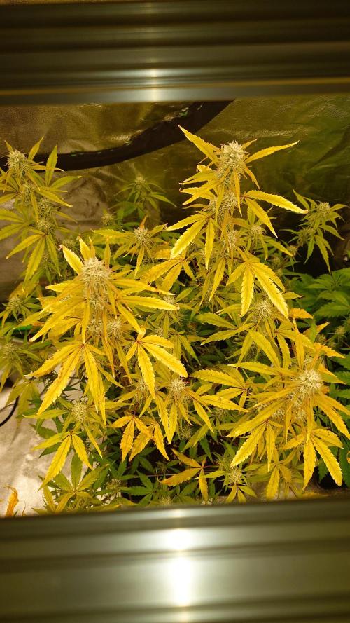 Sour Jealousy Fast Buds. Week 9