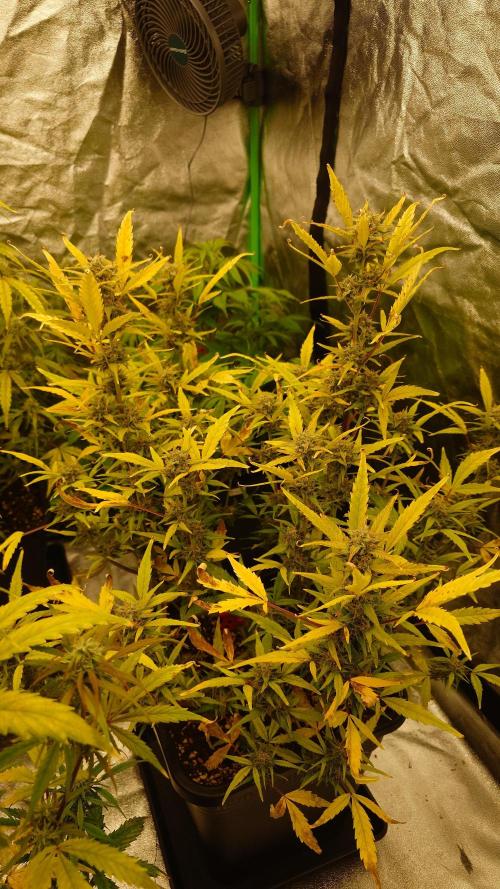 Sour Jealousy Fast Buds. Week 9