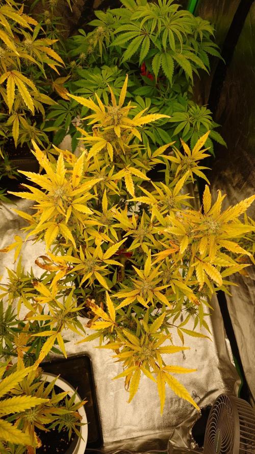 Sour Jealousy Fast Buds. Week 9