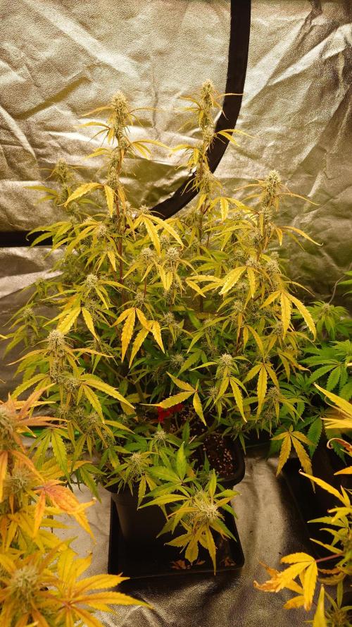 Sour Jealousy Fast Buds. Week 9