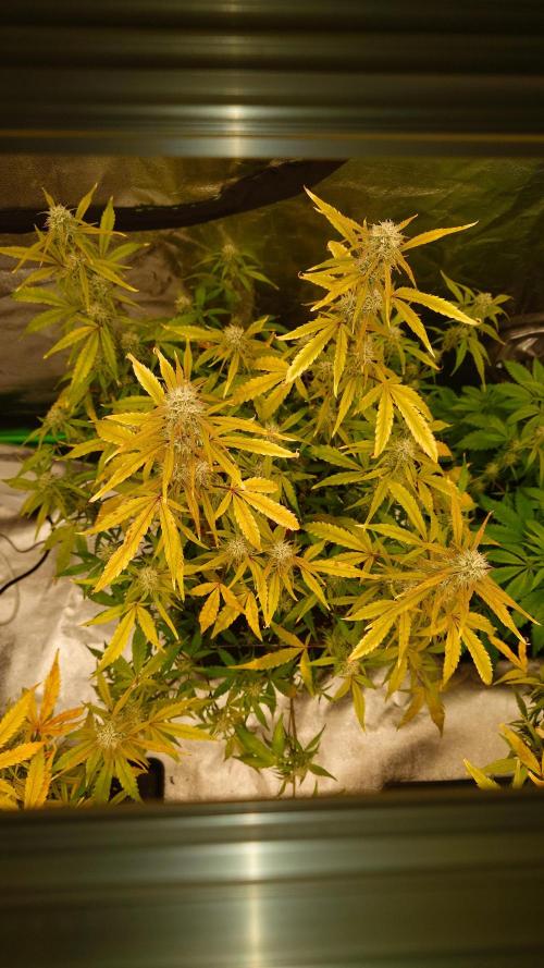 Sour Jealousy Fast Buds. Week 9