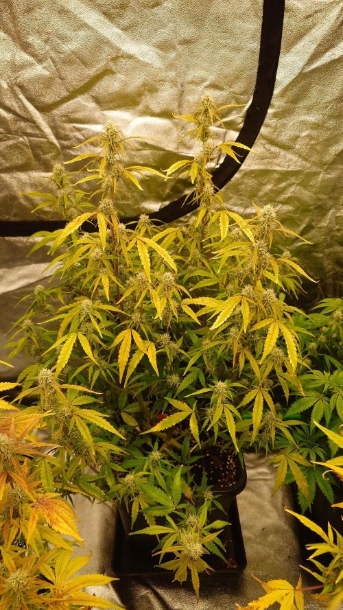 Sour Jealousy Fast Buds. Week 9