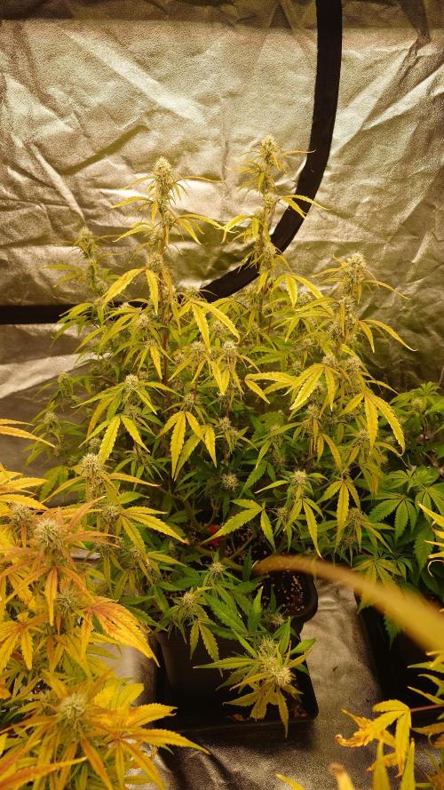 Sour Jealousy Fast Buds. Week 9