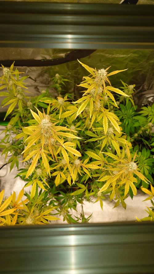 Sour Jealousy Fast Buds. Week 9