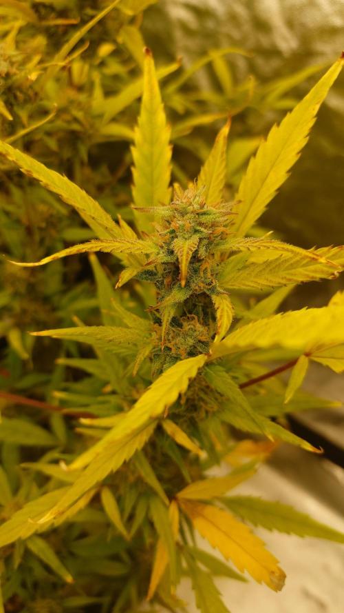 Sour Jealousy Fast Buds. Week 9