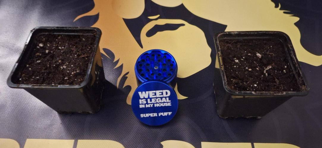 Jack Herer Super Strains. Week 0