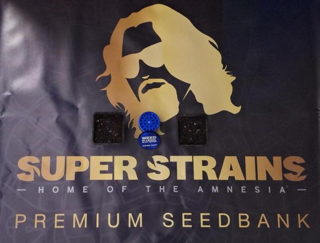 Jack Herer Super Strains. Week 0