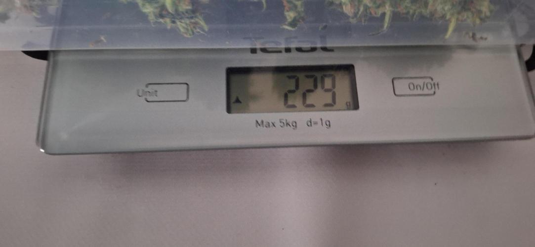 Royal dwarf. Week 10