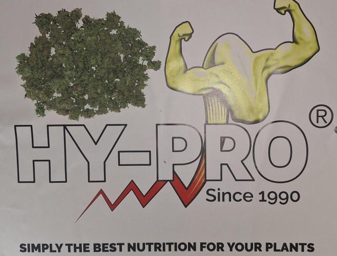 Royal dwarf. Week 10