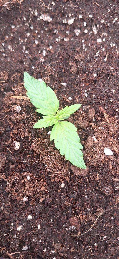 Jack Herer Super Strains. Week 1