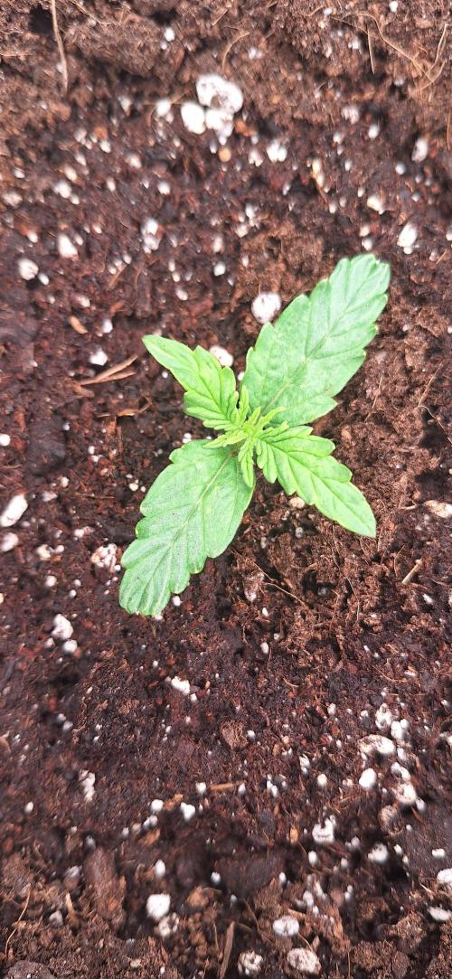 Jack Herer Super Strains. Week 1