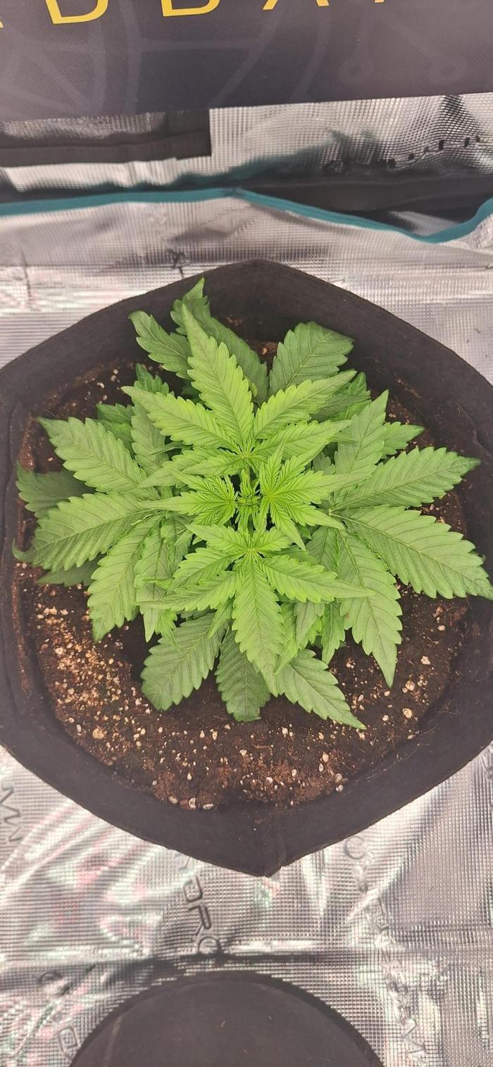 Dosidos auto. Week 4