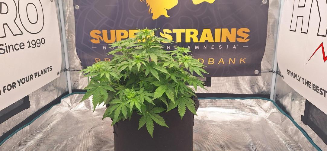 Dosidos auto. Week 5