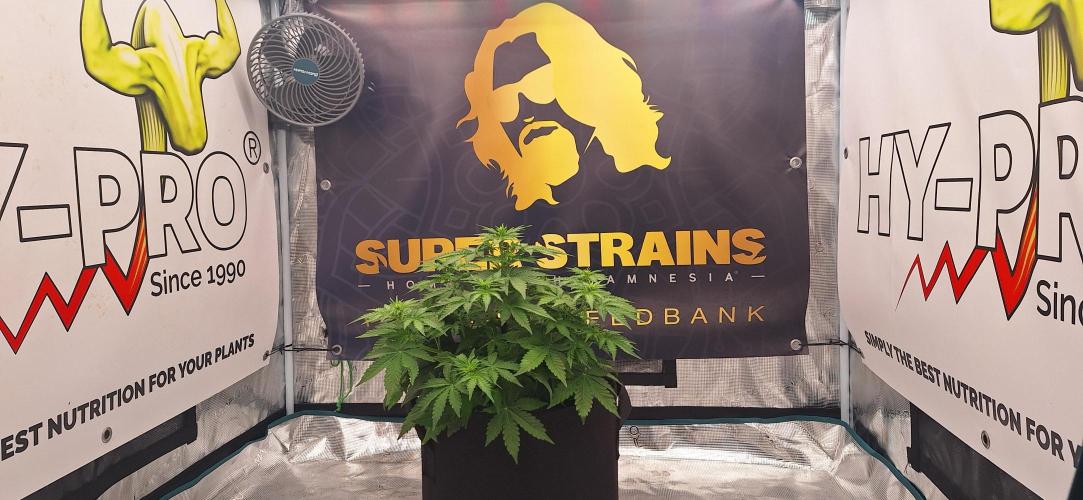 Dosidos auto. Week 5