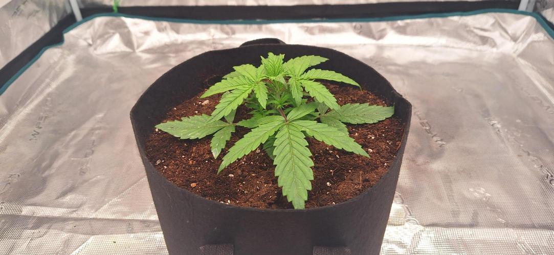 Jack Herer Super Strains. Week 2