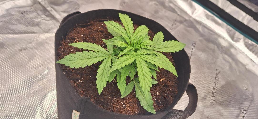 Jack Herer Super Strains. Week 2