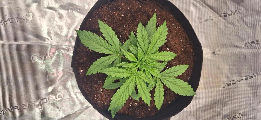 Jack Herer Super Strains. Week 2