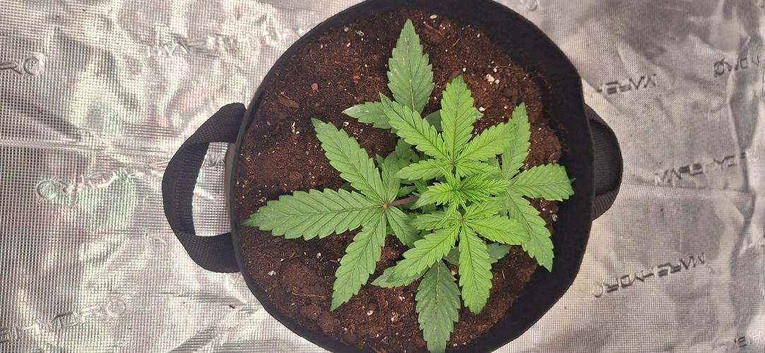 Jack Herer Super Strains. Week 2