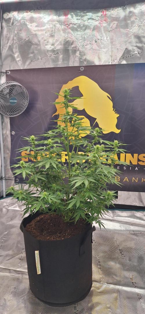 Dosidos auto. Week 6