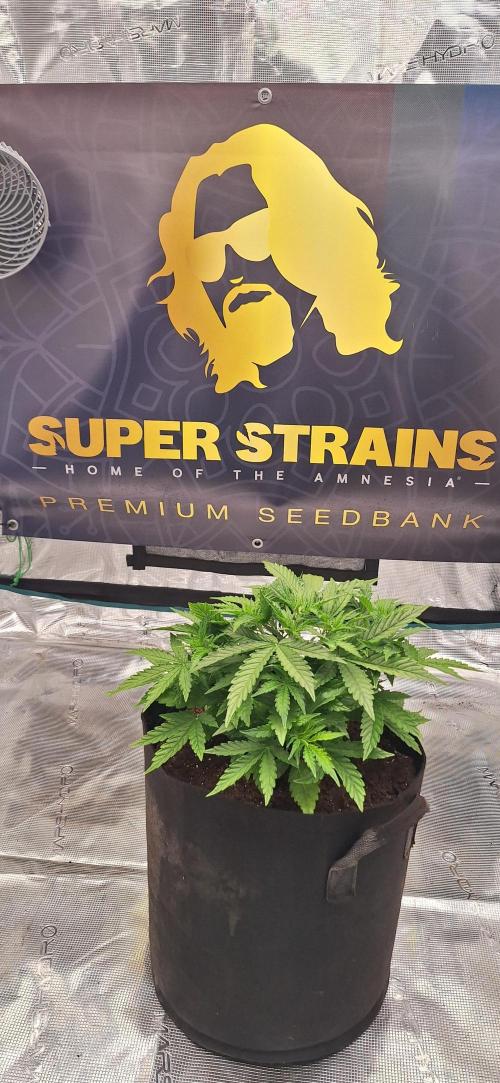 Jack Herer Super Strains. Week 3