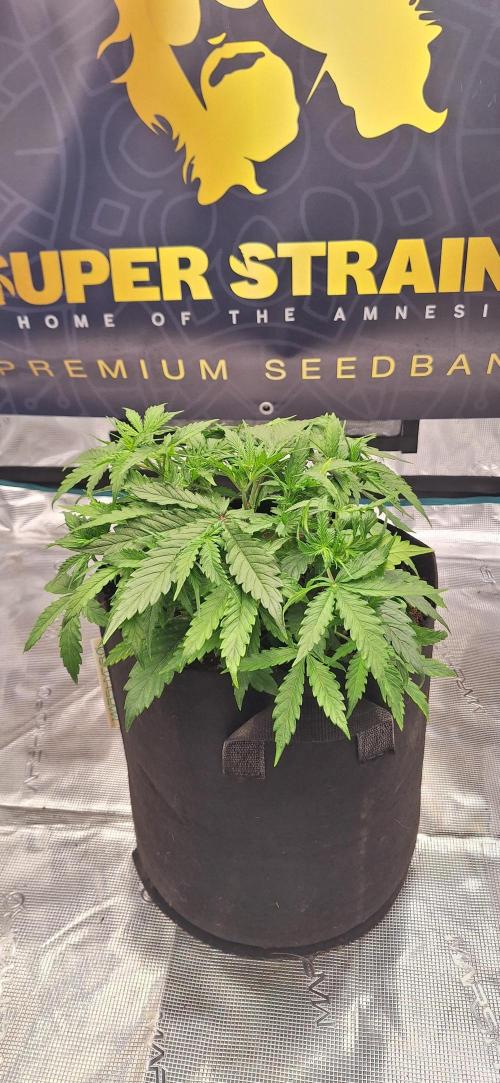 Jack Herer Super Strains. Week 3