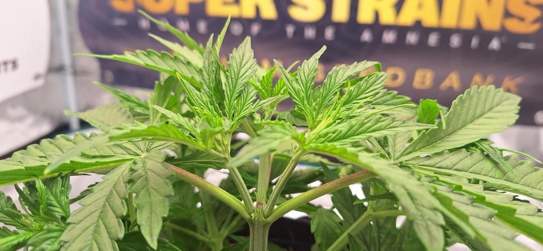 Jack Herer Super Strains. Week 3