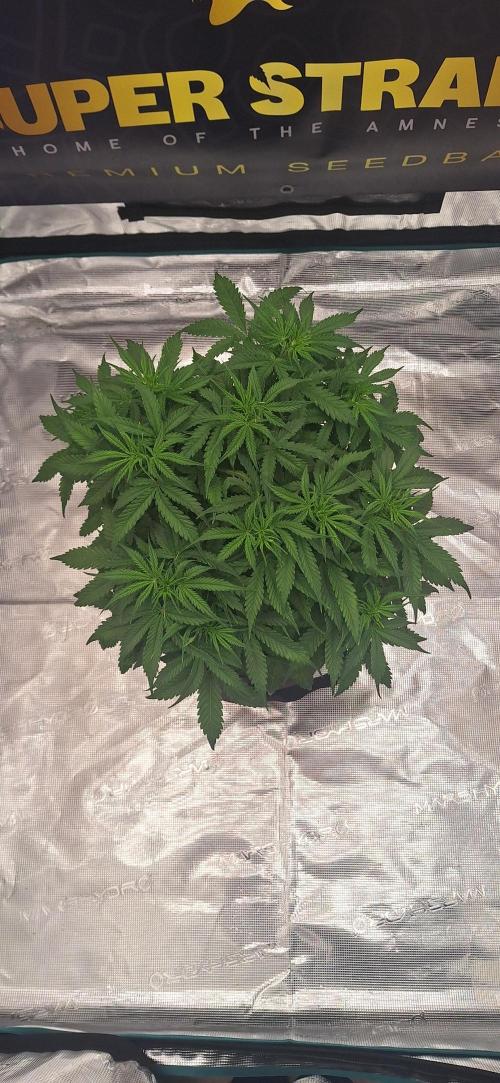 Jack Herer Super Strains. Week 4