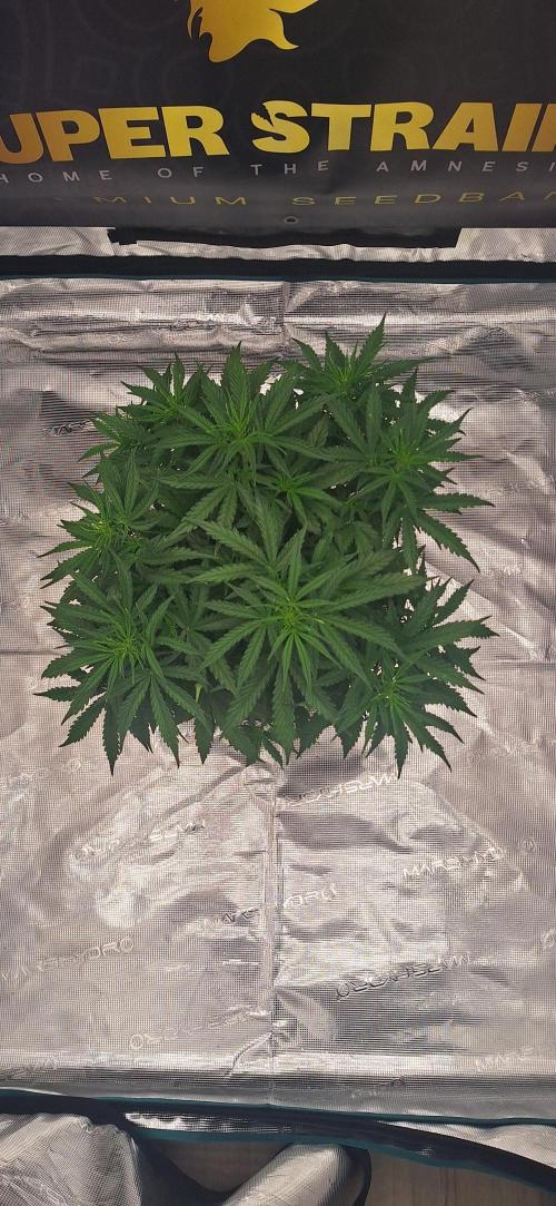 Jack Herer Super Strains. Week 4