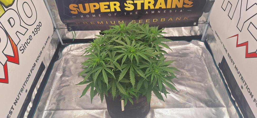Jack Herer Super Strains. Week 4