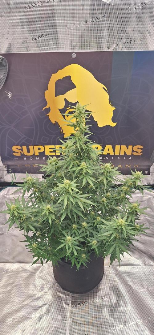 Dosidos auto. Week 7