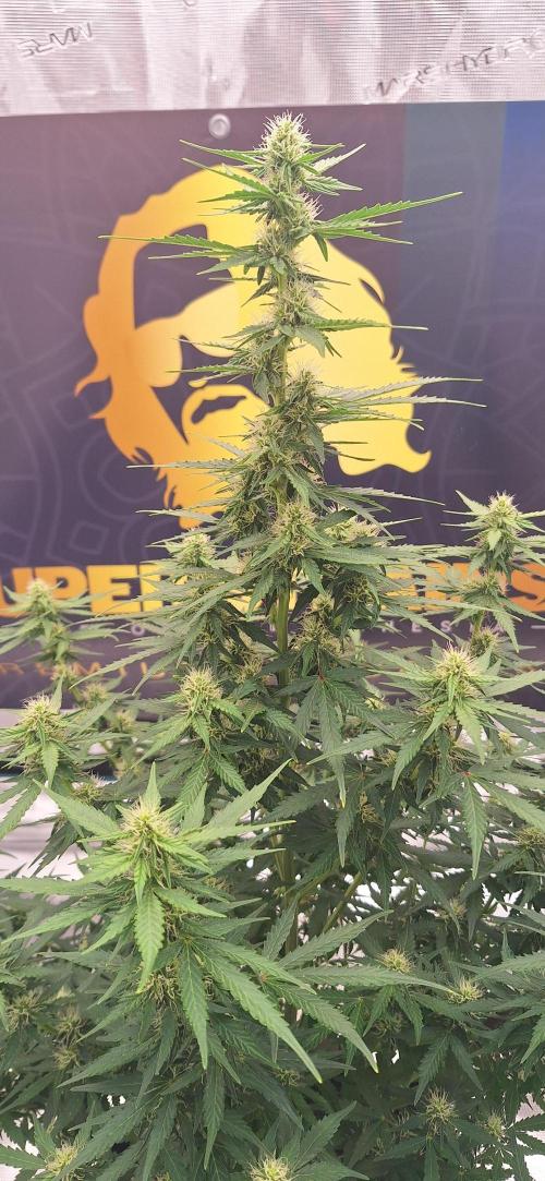 Dosidos auto. Week 7