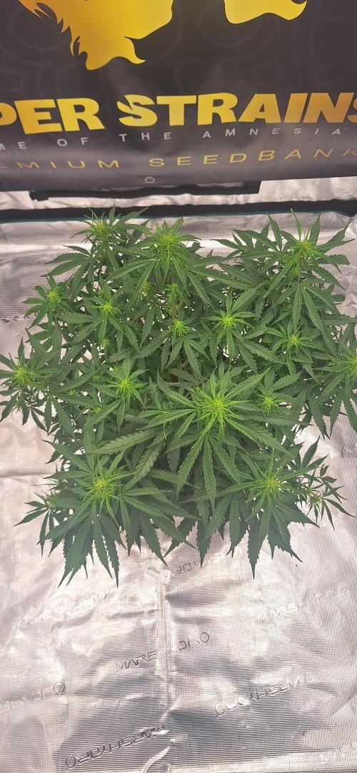 Jack Herer Super Strains. Week 5