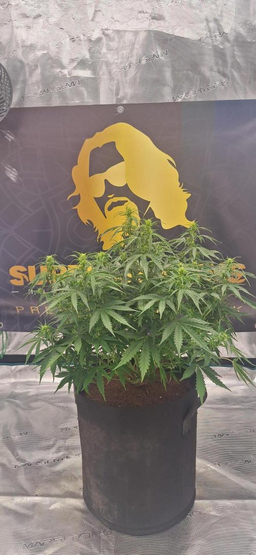 Jack Herer Super Strains. Week 5