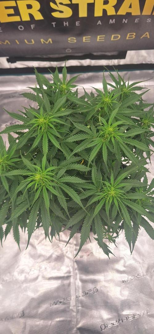 Jack Herer Super Strains. Week 5