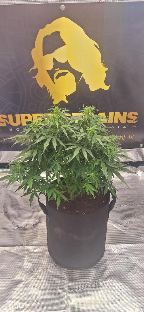 Jack Herer Super Strains. Week 5