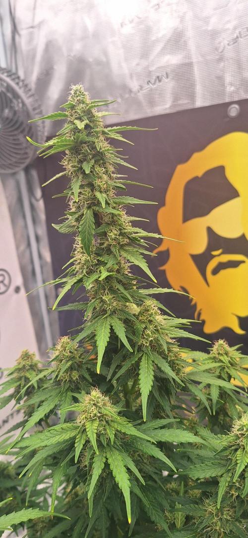 Dosidos auto. Week 8