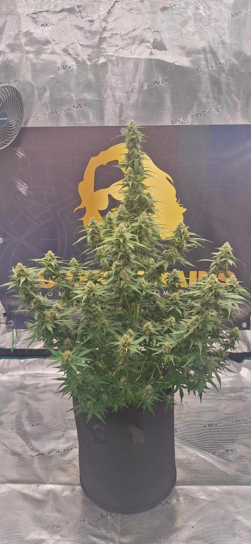 Dosidos auto. Week 8